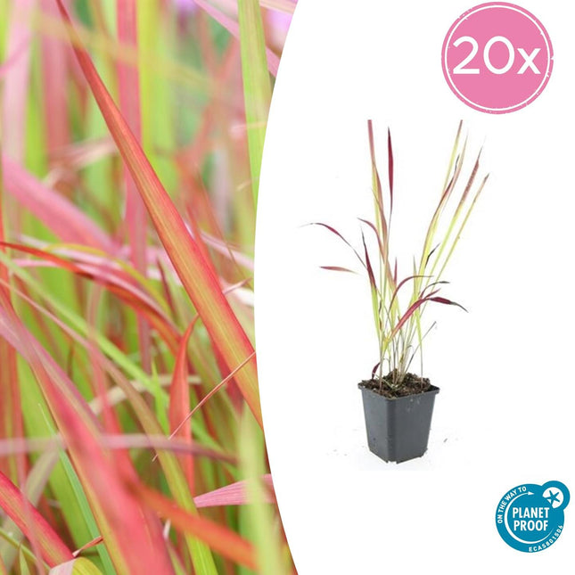 Japanisches Blutgras Imperata cylindrica 'Red Baron' – ↕10-25cm – Ø9cm – 20 Pflanzen – Leuchtend Rote Spitzen, Ziergras, Winterhart, Pflegeleicht, Kübel & Beet
