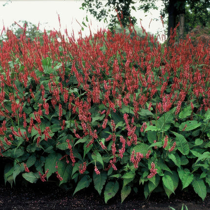 Kerzenknöterich Persicaria amplexicaulis – 24Pflanzen – ↕10-25cm – Ø9cm – Robuste Staude mit roten Blütenähren