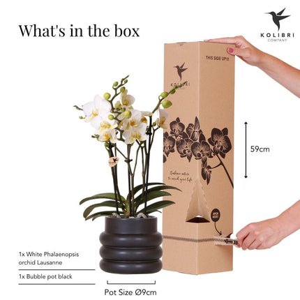 Weiße Phalaenopsis-Orchidee 'Lausanne' – Zimmerpflanze mit 2–3 Blütenstielen – Ø9cm – inkl. schwarzer Bubble-Keramiktopf – Edle Orchidee für Wohnzimmer, Büro & Geschenke