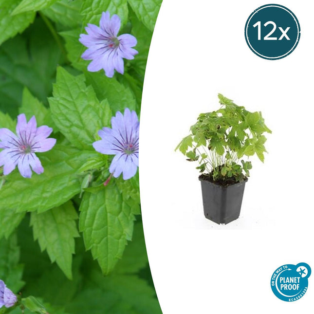 Knotiger Storchschnabel Geranium nodosum – ↕10-25cm – Ø9cm – 12 Pflanzen – Winterharte Staude & Bodendecker – Purpurfarbene Blüten