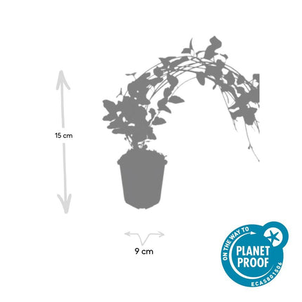 Vinca major 'Variegata' – immergrüner Bodendecker – 24 Pflanzen – weiß-grün panaschiertes Laub – violette Blüten – winterhart & pflegeleicht