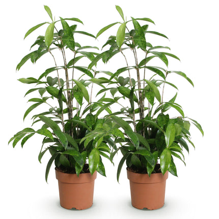 Dracaena surculosa – 2 pflegeleichte Drachenbäume – 60-70cm – 17cm – Elegante Grünpflanzen für Wohnzimmer, Büro & Schlafzimmer