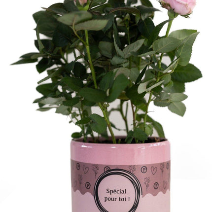 Rose Light Pink in Pour Toi Topf – Ø12cm ↕30cm – Hellrosa Rose als Geschenkidee – Edle Zimmerpflanze mit Verpackung – Symbol für Liebe & Zuneigung