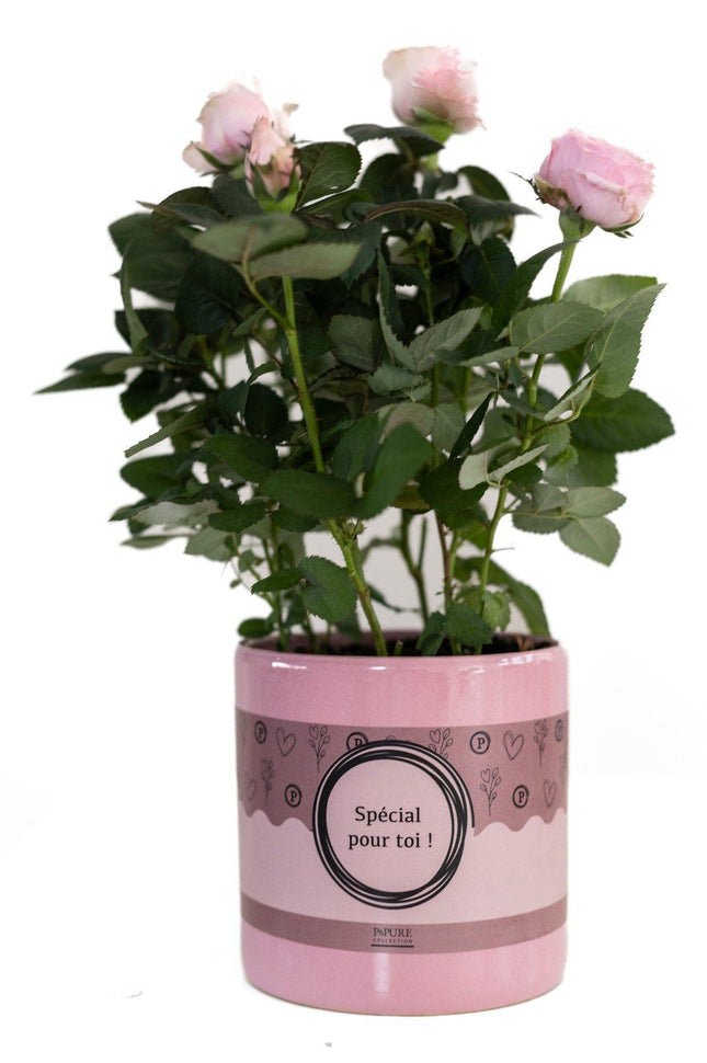 Rose Light Pink in Pour Toi Topf – Ø12cm ↕30cm – Hellrosa Rose als Geschenkidee – Edle Zimmerpflanze mit Verpackung – Symbol für Liebe & Zuneigung