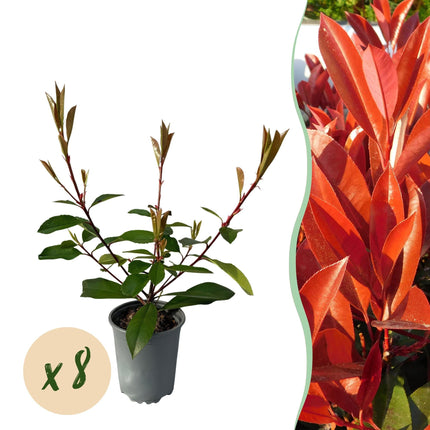 Frasers Glanzmispel – Photinia fraseri Red Robin – Heckenpflanze – Blatt rot grün – 8 Pflanzen – 1 laufender Meter – immergrün – 9cm Höhe 30-35cm