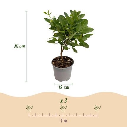 Cotinus coggyria Young Lady – 3 Pflanzen – 12cm – Höhe ca. 35cm