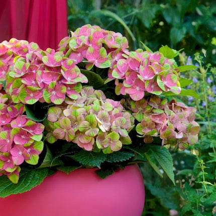 Hydrangea macrophylla Magical Green Fire – Gartenhortensie Rosa-Grün – 2 Pflanzen 23 cm – Höhe 55 cm – 6-10 Blüten – Balkonpflanze – Farbwechselnde Blüten – Pflegeleicht