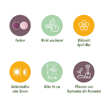 Blumenzwiebeln Tulipa Macron Mix – Verschiedene Farben – 12 Stück – Zwiebelgröße 11/12 – Bunte Tulpenmischung für Garten, Balkon & Terrasse – Frühjahrsblüher