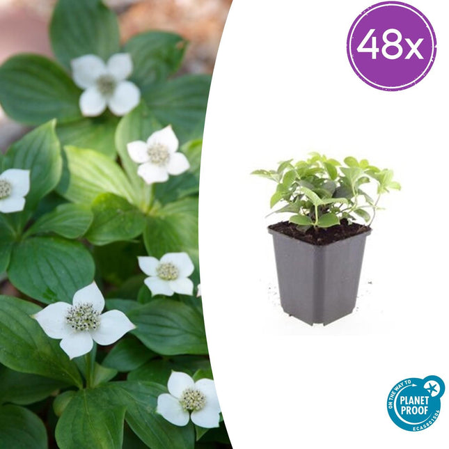 Cornus canadensis – Kanadische Kornelkirsche – 48 Pflanzen – Bodendecker mit weißen Blüten – Ø9cm – ↕10–25cm – Schattenpflanze – Winterhart – Bienenfreundlich