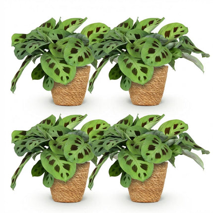 Maranta Fascinator Kerchoveana Zebrapflanze – 4er Set Zimmerpflanzen im Korb Ø12cm Höhe25cm – Haustierfreundliche Grünpflanze – Pflegeleicht