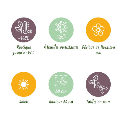 Japansegge Carex oshimensis Everillo – 2 Pflanzen Ø17cm – Immergrün – Pflegeleicht – Leuchtend gelbe Blätter – Ziergras Höhe ca. 50cm