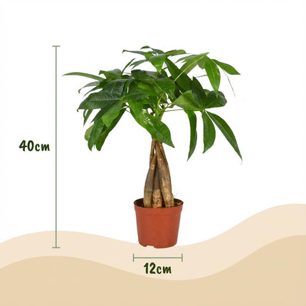 Glückskastanie Pachira Aquatica Zimmerpflanze Geldbaum – 40-50cm – Pflegeleichte Zimmerpflanze im 12cm Topf