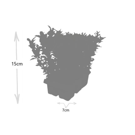 Japanischer Spindelstrauch Euonymus 'Green Spire' – Ø7cm, Höhe 15cm – 72 Pflanzen – Winterhart, Pflegeleicht, Schlank & Aufrecht – Ideale Buchsbaum-Alternative für Hecken & Garten