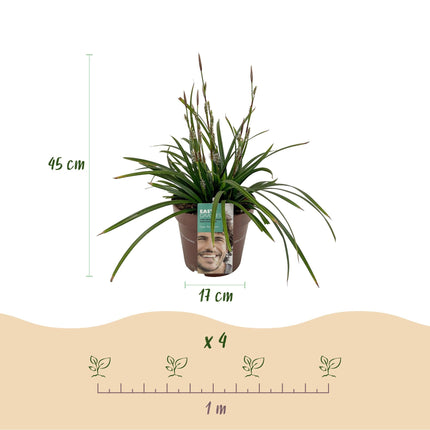 Ziergras Segge Carex morrowii Irish Green – Immergrün & winterhart – Frischgrünes Ziergras – Höhe ca. 50cm – 17cm – Für Beet, Kübel & Terrasse