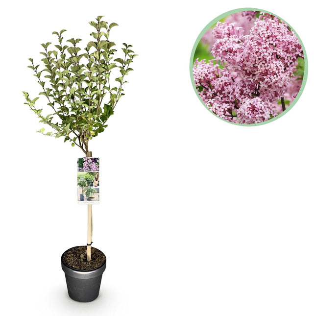 Zwergflieder Syringa meyeri Palibin – 19cm Höhe ca.90cm – Lila blühend & duftend – Winterhart & laubabwerfend – Ideal für Beet Balkon Terrasse