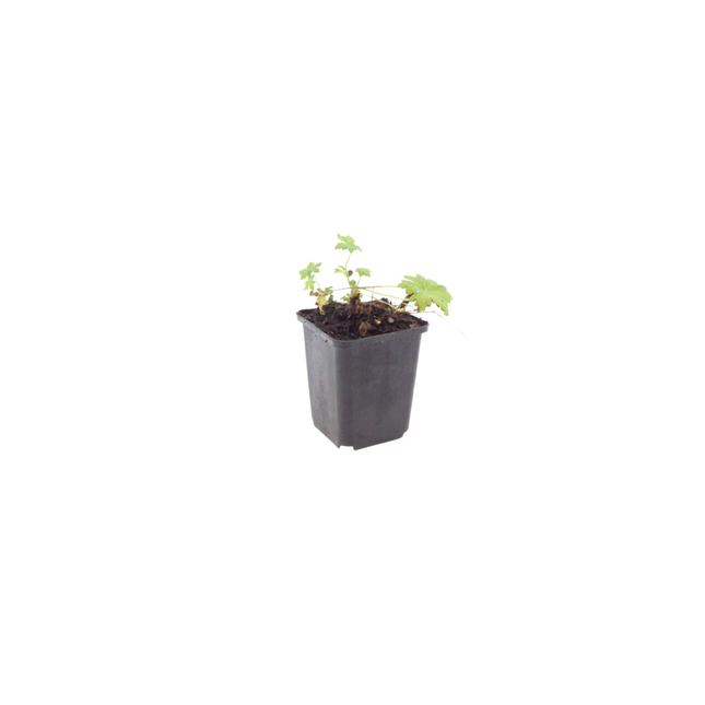 Geranium macrorrhizum White Ness – 48 Pflanzen – Ø9cm – Höhe 10-25cm