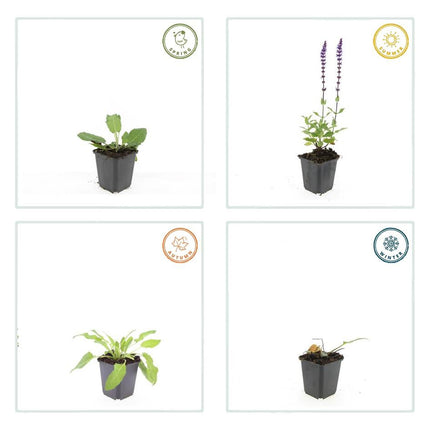 Salvia nemorosa 'Mainacht' – 48 Pflanzen – Blau blühende Staude – Sonniger Standort – Bienen – & Schmetterlingsfreundlich – Ø9cm – 10-25cm
