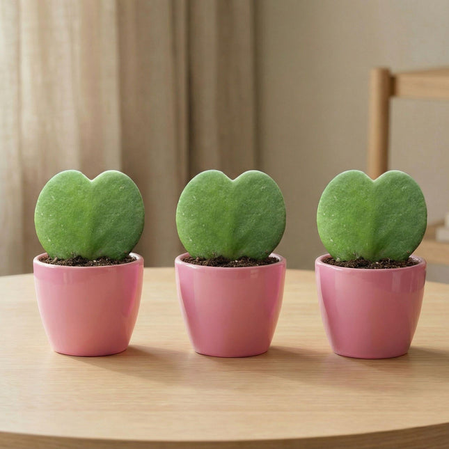 Sweetheart Plant Set Hoya Kerrii 3er Set – herzförmige Sukkulente im rosa Keramiktopf Ø6cm – Höhe ca.6cm