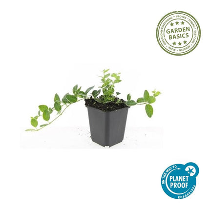 Vinca minor 'Argenteovariegata' – 24 Pflanzen – Bodendecker mit silbrig-grünem Laub & violetten Blüten – Pflegeleichte, winterharte Gartenpflanze – Ideal für Beete, Unterpflanzungen & schattige Bereiche