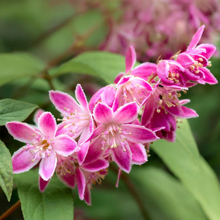 Sternchenstrauch – Deutzia hybrida Strawberry Fields – Rosa Blüten – Strauch – 17cm – Höhe 45cm – Wenig Pflege