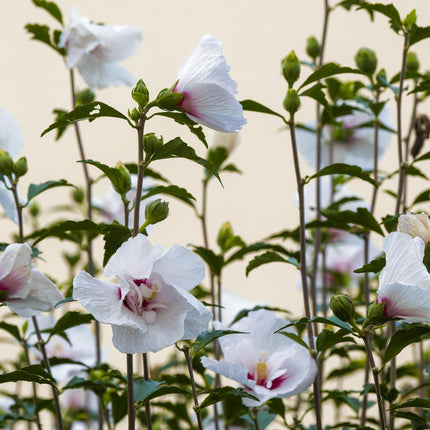 Hibiscus syriacus Starburst Chiffon – Blühende Stamm-Pflanze mit cremeweißen Blüten – Laubabwerfend & pflegeleicht – Ø19 cm – Höhe ca. 90 cm – Für Terrasse & Balkon