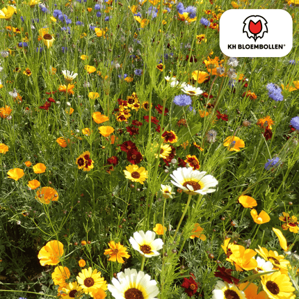 Wildblumensamen – 100g für 30–50m² – Bienen- & Schmetterlingsfreundlich – Einjährige & mehrjährige Blumen – Für Garten, Wiese, Beet – GVO-frei & nachhaltig