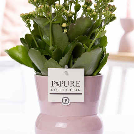 Kalanchoe Rosa in Keramikvase Pink – Ø12cm ↕27cm – Blühende Zimmerpflanze mit rosafarbenen Blüten – Pflegeleicht & langlebig