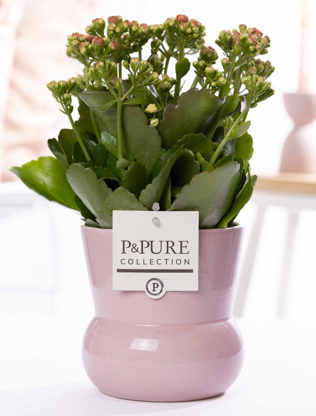 Kalanchoe Rosa in Keramikvase Pink – Ø12cm ↕27cm – Blühende Zimmerpflanze mit rosafarbenen Blüten – Pflegeleicht & langlebig
