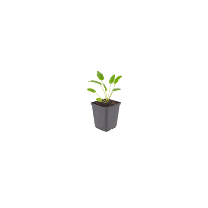 Sanguisorba officinalis Tanna – 48 Pflanzen – Ø9cm – Höhe 10-25cm – Winterharte Staude – Dunkelrosa Blütenähren