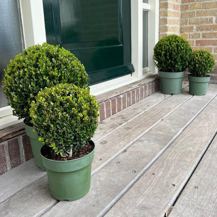 Ilex crenata 'Jenny' – Stechpalme Kugeln – Ø25cm – 2 Pflanzen – Buchsbaum-Alternative – Pflegeleichte & Winterharte Gartenpflanzen
