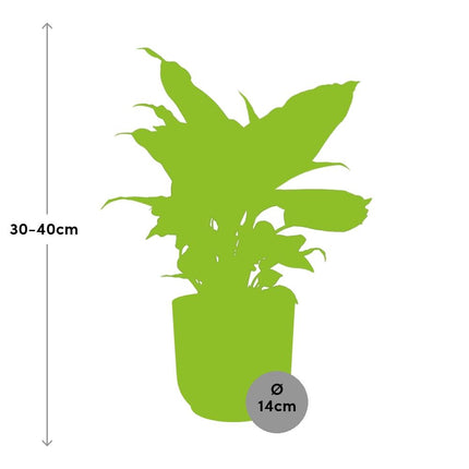 Dieffenbachia ‘Camilla’ – Zimmerpflanze im 14cm – Luftreinigende tropische Zimmerpflanze – Pflegeleicht – Halbschatten geeignet