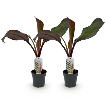 Bananenpflanze Ensete ventricosum Maurelli – 2 Pflanzen – Winterhart – Obstpflanze – Ø12 cm – Höhe ca. 30 cm – Exotisches Highlight für Garten, Terrasse & Balkon