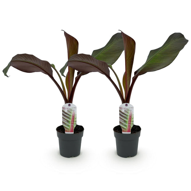 Bananenpflanze Ensete ventricosum Maurelli – 2 Pflanzen – Winterhart – Obstpflanze – Ø12 cm – Höhe ca. 30 cm – Exotisches Highlight für Garten, Terrasse & Balkon