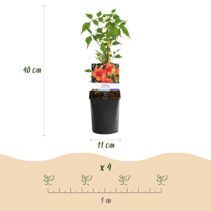Kletterpflanzen – Set Rainbow – 4 Pflanzen – Clematis montana Rubens, Hedera helix, Lonicera Goldflame, Campsis Madame Galen – Ø11cm – Höhe ca. 40cm