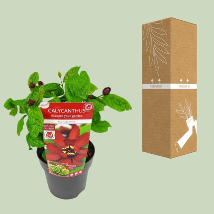 Sinocalycanthus Hartlage Wine – Ø19cm – ca.30-50cm hoch – Carolina Allspice – Duftender Zierstrauch mit rot – violetten Blüten – Garten & Kübelpflanze