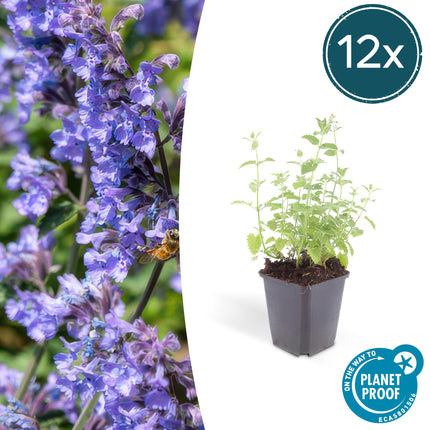 Katzenminze Nepeta 'Six Hills Giant' – ↕10-25cm – Ø9cm – 12 Pflanzen – Lila – blühende Staude – Sonniger Standort