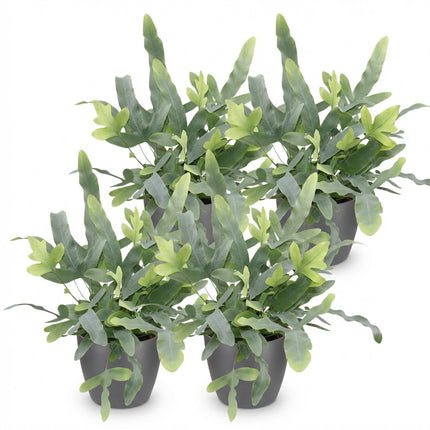 Phlebodium aureum Blue Star 4er Set Pflanzen Mit Grauem Topf Ø12cm Höhe ca.25cm Blauer Farn Haustierfreundlich Pflegeleicht Für Zimmer Büro &