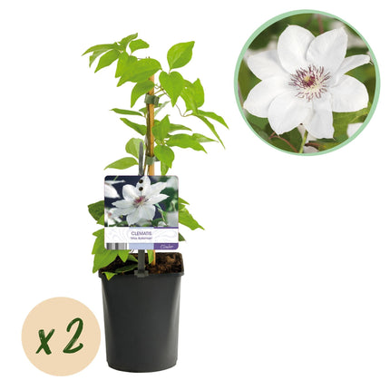 Kletterpflanze Clematis Miss Bateman – Rosa-Weiße Blüten – Wenig Pflege – 2 Pflanzen – 11 cm Höhe 40 cm – Für Garten, Terrasse & Pergolen
