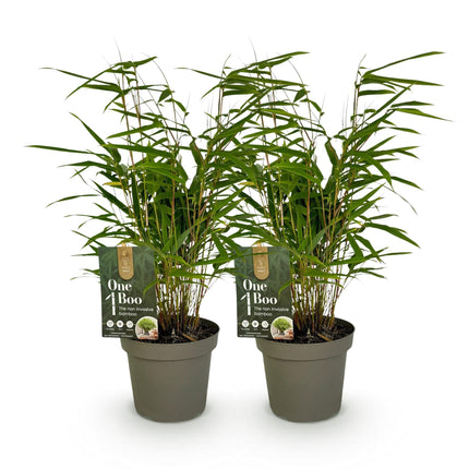 Bambus Fargesia rufa – Immergrün – 2 Pflanzen – Grüner Bambus für Hecke, Garten & Terrasse – Ø14cm Höhe ca. 35cm