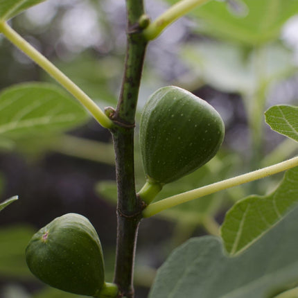 Echte Feige - Ficus Gustissimo Perretta – Ø13cm – ↨45cm – Elegante Pflanze mit dunkelgrünem Laub