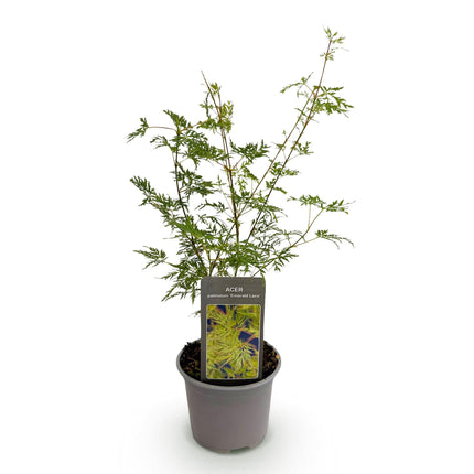 Ahorn Acer palmatum Emerald Lace – 12cm Höhe ca.35cm – Fein gefiedertes grünes Laub & elegante Struktur – Laubabwerfend & pflegeleicht