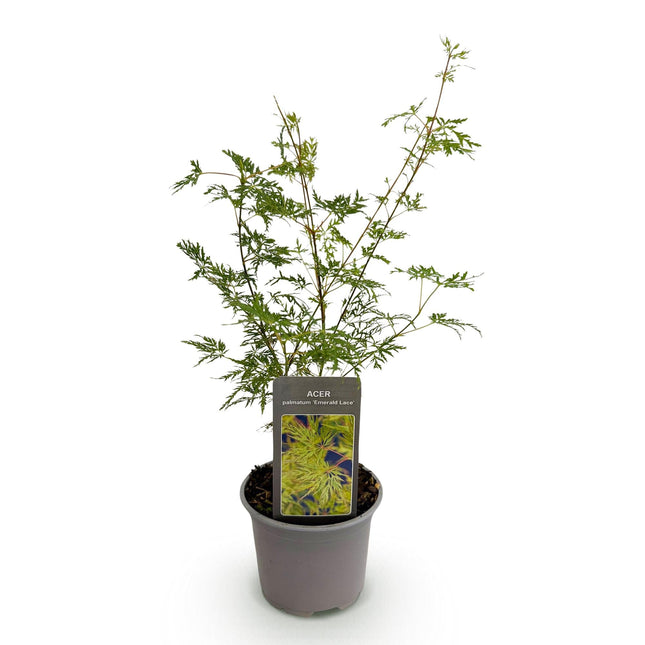 Ahorn Acer palmatum Emerald Lace – 12cm Höhe ca.35cm – Fein gefiedertes grünes Laub & elegante Struktur – Laubabwerfend & pflegeleicht