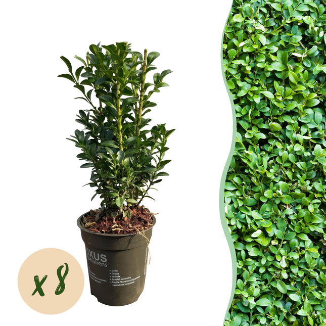 Gewöhnlicher Buchsbaum Buxus sempervirens – Immergrüne Heckenpflanzen – 8 Pflanzen – 1 m – 9 cm Höhe 20–25 cm – Grün – Pflegeleicht