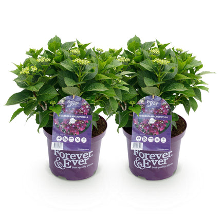 Hortensie Forever & Ever – Lila – 2 Pflanzen – Hydrangea macrophylla – 23cm – Ca. 55cm hoch – 7-12 Blüten – Für Balkon, Terrasse & Beet