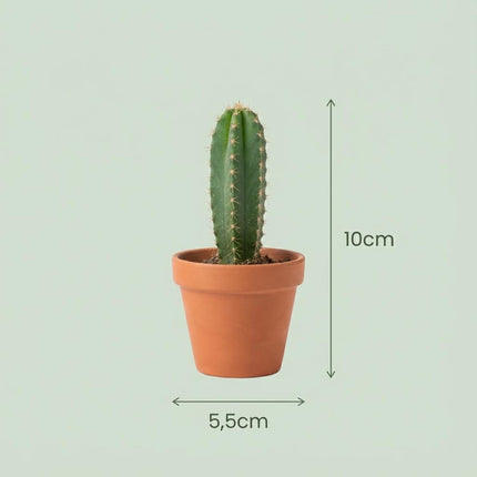 Mini Kaktus Mix – 15 Kakteen – Ø8,1cm Terrakottatopf – Höhe 5-10cm – Pflegeleichte Zimmerpflanzen – Kakteen Set für Fensterbank Büro Zuhause