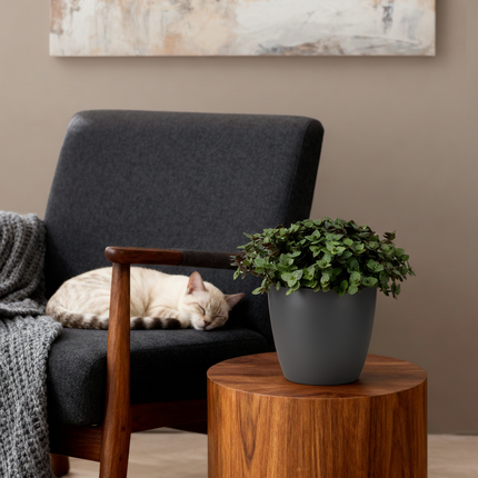Calissia Repens Zimmerpflanze 4er Set mit grauem Topf Ø12cm Höhe 17-20cm Haustierfreundliche Grünpflanze pflegeleicht für Wohnzimmer Büro Schlafzimmer
