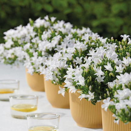 Campanula Addenda Ambella weiß 12er Set – Glockenblume weiß Topfgröße 12cm – winterhart, lang blühend – Bodendecker für ca.2m²
