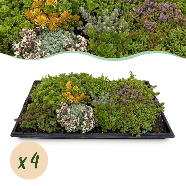 Sedummatte – 4 Vegetationsmatten – Winterharte Bodendeckerpflanzen aus 10 Sedum-Sorten – Maße 50x30cm – Pflegeleicht & wetterbeständig – Für Beet, Dach & Terrasse