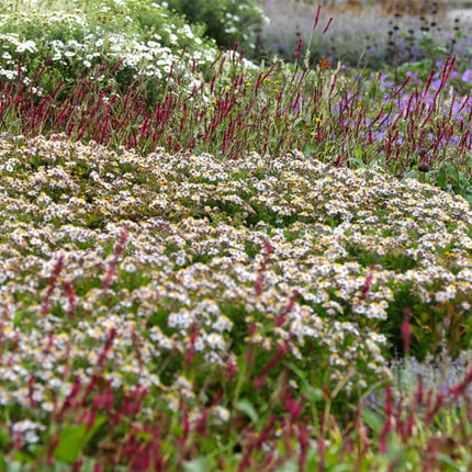 Staudenset „Schatten“ – 24 schattenliebende Stauden für ca. 3 m² – Verschiedene Farben & Blütezeiten – Pflegeleichtes Set für schattige Gartenbereiche – Ø11 cm