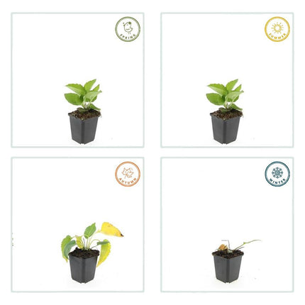 Leuchtender Sonnenhut Rudbeckia fulgida 'Goldsturm' – ↕10-25cm – Ø9cm – 40 Pflanzen – Gelbe Blüten – Bienenfreundlich – Pflegeleichte Staude – Sonniger Standort